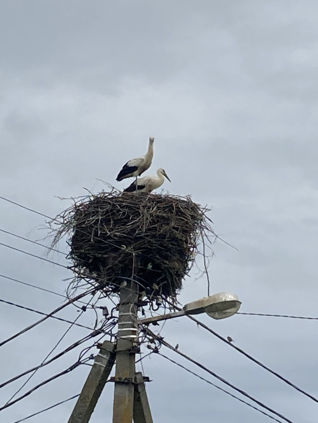 Zwei Weißstörche auf einem Nest auf einem Strommast sitzend, mit einer Straßenlaterne, die sie beleuchtet, und Drähten, die entlang des Mastes verlaufen.