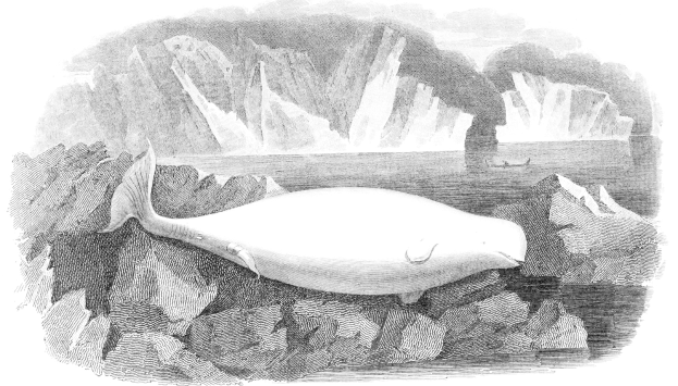 Schwarze und weiße Zeichnung eines Wals, der auf einem Felsen im Wasser liegt, mit Eisbergen im Hintergrund und Text unten.