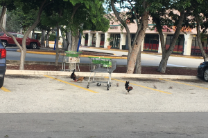 Eine Gruppe von Hühner überquert einen Parkplatz neben geparkten Autos, mit Straßenbahnen im Vordergrund und Bäumen, Gebäuden und einem klaren blauen Himmel im Hintergrund.
