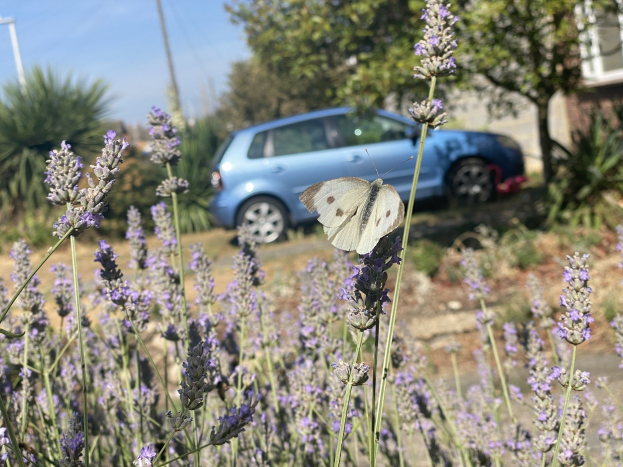 Blauer Wagen vor einem Lavendelfeld mit einer weißen Schmetterlings auf einer Blume, Bäume und ein Gebäude im Hintergrund.