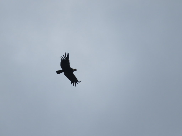 Ein Kondor, der durch den Himmel schwebt, mit ausgebreiteten Flügeln, dessen Federn im Sonnenlicht glänzen, der Kopf leicht zur Seite gedreht, der Schnabel offen.