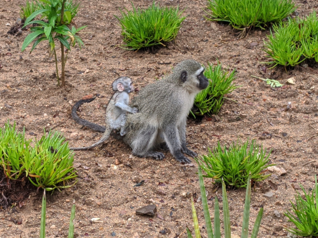 Ein Grüne Meerkatze und ihr Baby sitzen auf dem Boden umgeben von Pflanzen, wobei die Mutter das Baby nah an ihre Brust hält, beide sehen neugierig aus.