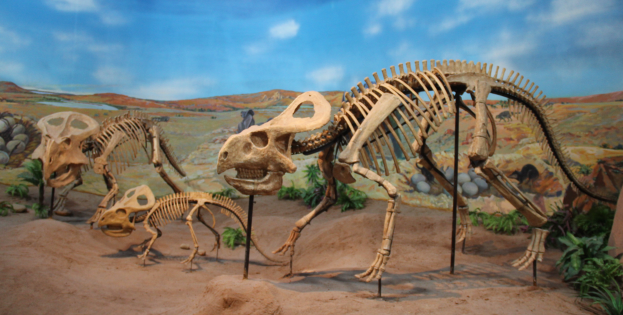 Eine Gruppe von Dinosaurierskeletten in einem Museum ausgestellt, umgeben von Erde, Pflanzen, Steinen und einem Gemälde mit einem bewölkten Himmel an der Wand im Hintergrund.