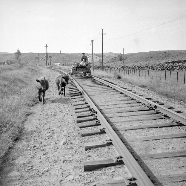 Schwarzes und weißes Foto von zwei Kühen, die auf den Eisenbahnschienen laufen, mit einer Person, die auf einem Fahrzeug im Vordergrund sitzt, Gras und einem Zaun auf beiden Seiten der Schienen und Häusern, Bäumen und Polen im Hintergrund unter dem Himmel.
