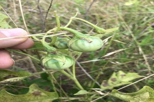 Eine Hand, die einen Bund grüner Tomaten an einer Pflanze hält, mit Schimmel an einigen Tomaten, vor dem Hintergrund von Pflanzen und Gras.