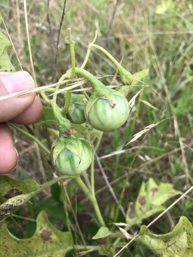 Eine Hand, die einen Bund grüner Tomaten an einer Pflanze hält, mit Schimmel an einigen Tomaten, vor dem Hintergrund von Pflanzen und Gras.