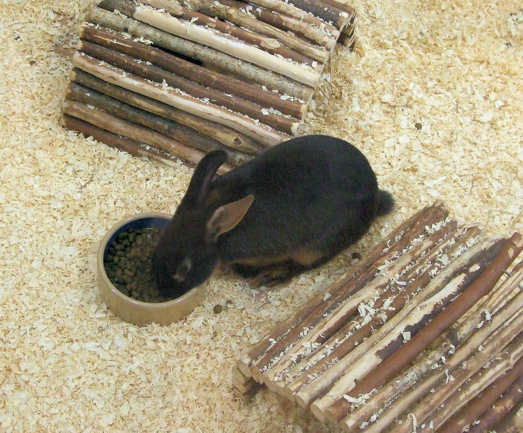 Ein Kaninchen frisst Nahrung in der Nähe von hölzernen Bauen.