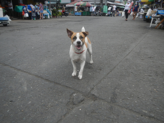 Ein Hund läuft die Straße vor einem Markt entlang, umgeben von Menschen mit Taschen, Fahrzeugen, Ständen, Schirmen und anderen Gegenständen im Hintergrund bei einem klaren blauen Himmel.