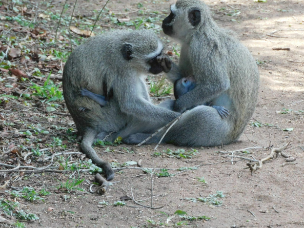 Zwei Grüne Meerkatzen sitzen auf dem Boden im Kruger-Nationalpark, eine hält ein Baby.